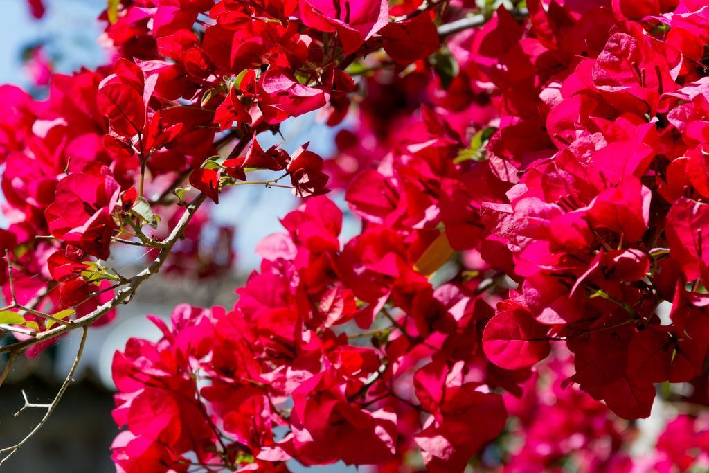Hotel Can Roses โซเยร์ ภายนอก รูปภาพ